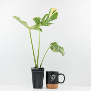 Monstera Deliciosa 'Medusa' (wk33-U9)