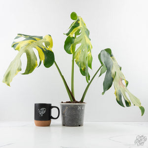 Monstera Deliciosa 'Melancholy' (wk24-UL)