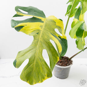 Monstera Deliciosa 'Melancholy' (wk24-UL)