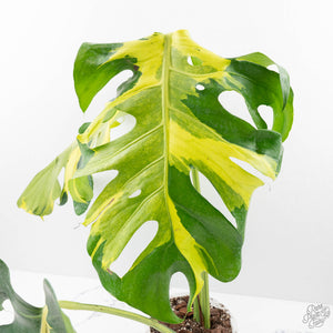 Monstera Deliciosa 'Melancholy' (wk24-UL)