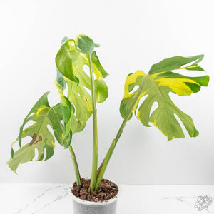 Monstera Deliciosa 'Melancholy' (wk24-UL)