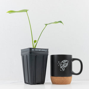 Monstera Deliciosa 'Melancholy' (wk32-UF)