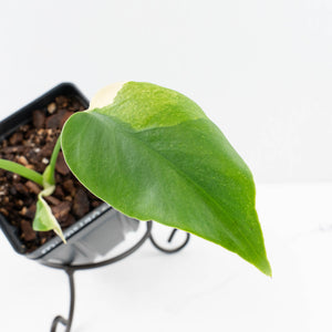 Monstera Deliciosa 'Melancholy' (wk32-UF)