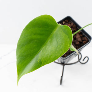 Monstera Deliciosa 'Melancholy' (wk32-UF)