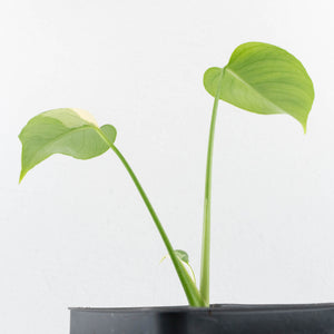 Monstera Deliciosa 'Melancholy' (wk32-UF)