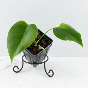 Monstera Deliciosa 'Melancholy' (wk32-UF)