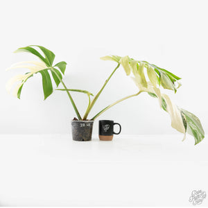 Monstera Deliciosa Mint Variegated NOID (Intermediate Form) (wk28-UE)