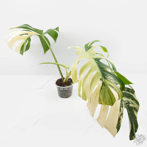 Monstera Deliciosa Mint Variegated NOID (Intermediate Form) (wk28-UE)