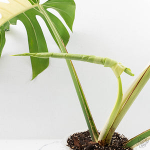 Monstera Deliciosa Mint Variegated NOID (Intermediate Form) (wk28-UE)