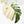 Monstera Deliciosa Mint Variegated NOID (Intermediate Form) (wk28-UE)