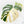 Monstera Deliciosa Mint Variegated NOID (Intermediate Form) (wk28-UE)