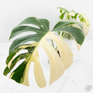 Monstera Deliciosa Mint Variegated NOID (Intermediate Form) (wk28-UE)