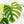 Monstera Deliciosa Mint Variegated NOID (Intermediate Form) (wk31-X)