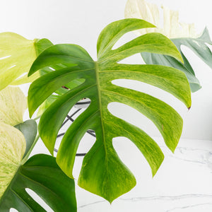 Monstera Deliciosa Mint Variegated NOID (Intermediate Form) (wk31-X)