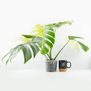 Monstera Deliciosa Mint Variegated NOID (Intermediate Form) (wk31-X)