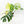 Monstera Deliciosa Mint Variegated NOID (Intermediate Form) (wk31-X)