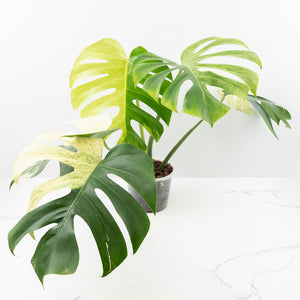 Monstera Deliciosa Mint Variegated NOID (Intermediate Form) (wk31-X)