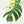 Monstera Deliciosa Mint Variegated NOID (Intermediate Form) (wk31-X)