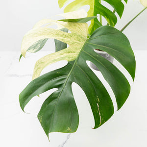 Monstera Deliciosa Mint Variegated NOID (Intermediate Form) (wk31-X)