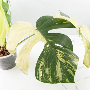 Monstera Deliciosa Mint Variegated NOID (Intermediate Form) (wk31-X)