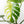 Monstera Deliciosa Mint Variegated NOID (Intermediate Form) (wk31-X)