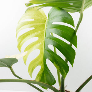Monstera Deliciosa Mint Variegated NOID (Intermediate Form) (wk31-X)