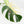 Monstera Deliciosa Mint Variegated NOID (Intermediate Form) (wk31-X)