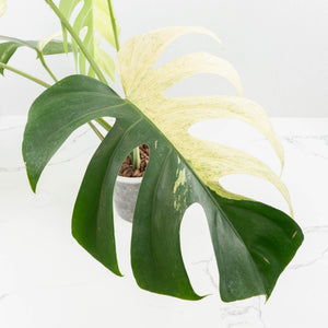 Monstera Deliciosa Mint Variegated NOID (Intermediate Form) (wk31-X)