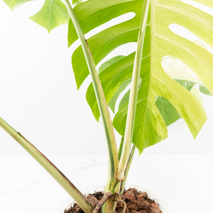 Monstera Deliciosa Mint Variegated NOID (Intermediate Form) (wk31-X)