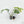 Monstera Deliciosa Mint Variegated NOID (Intermediate Form) (wk26-UM)