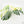Monstera Deliciosa Mint Variegated NOID (Intermediate Form) (wk25-E)