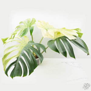 Monstera Deliciosa Mint Variegated NOID (Intermediate Form) (wk25-E)