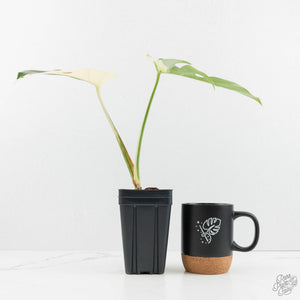 Monstera Deliciosa Mint Variegated NOID (Intermediate Form) (wk18-B)