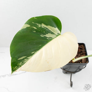 Monstera Deliciosa Mint Variegated NOID (Intermediate Form) (wk18-B)
