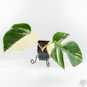 Monstera Deliciosa Mint Variegated NOID (Intermediate Form) (wk18-B)