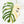 Monstera Deliciosa Mint Variegated NOID (Intermediate Form) (wk27-F)
