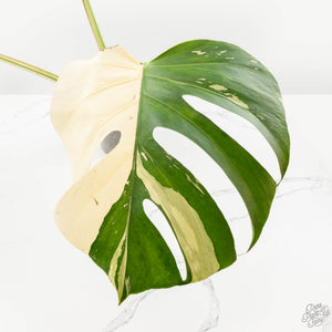 Monstera Deliciosa Mint Variegated NOID (Intermediate Form) (wk27-F)