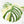 Monstera Deliciosa Mint Variegated NOID (Intermediate Form) (wk27-F)
