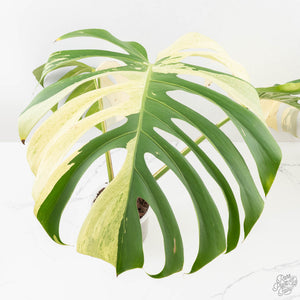 Monstera Deliciosa Mint Variegated NOID (Intermediate Form) (wk27-F)