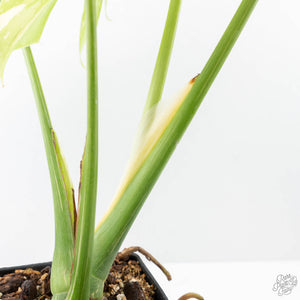Monstera deliciosa 'Miracle' (wk21-C)