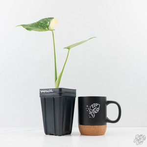 Monstera deliciosa 'Miracle' (wk26-B)