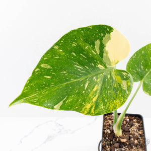 Monstera deliciosa 'Miracle' (wk26-B)