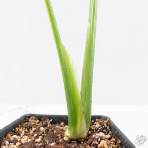 Monstera deliciosa 'Miracle' (wk26-B)