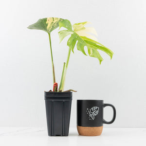 Monstera deliciosa 'Miracle' (wk31-UG)