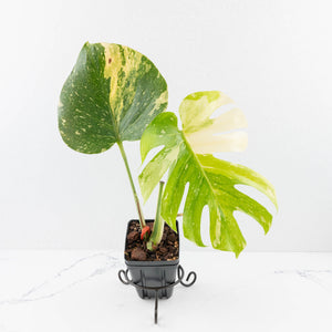 Monstera deliciosa 'Miracle' (wk31-UG)