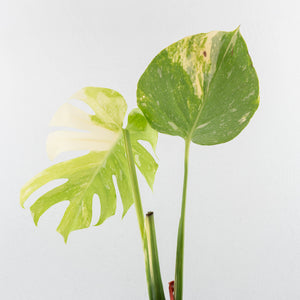 Monstera deliciosa 'Miracle' (wk31-UG)
