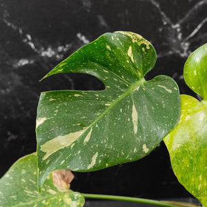 Monstera deliciosa 'Miracle' (wk43-U181)
