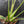 Monstera deliciosa 'Miracle' (wk43-U182)