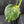Monstera deliciosa 'Miracle' (wk43-U182)