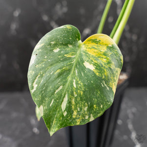Monstera deliciosa 'Miracle' (wk43-U182)